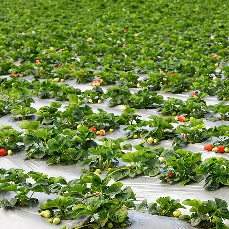compostable mulch film for farming