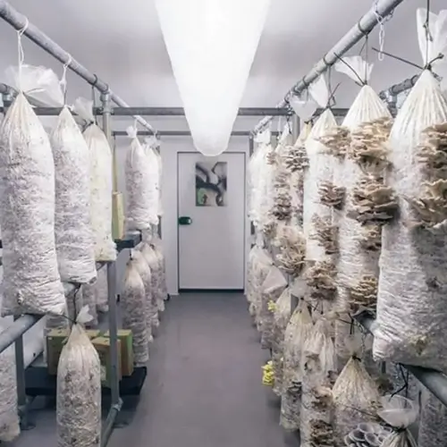 compostable grow bags for mushroom