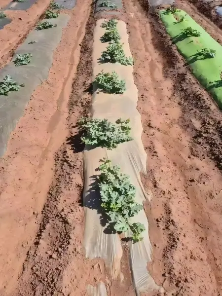 compostable mulch film